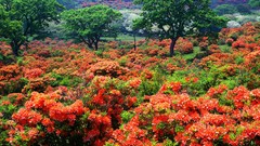 Flowers Japan spring orange flowers