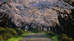 Flowers Japan spring paths cherry blossoms flowered trees