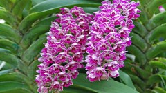 Flowers Japan spring pink flowers