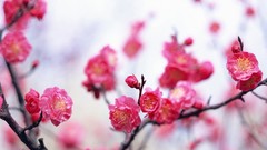 Flowers Japan spring pink flowers cherry blossoms