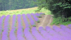 Flowers Japan spring purple flowers