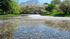 Flowers Japan spring rivers flower petals cherry blossoms 
