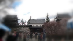 Flowers Japan spring sakura Castles cherry blossoms