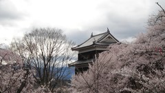 Flowers Japan spring sakura Castles cherry blossoms