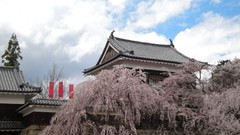 Flowers Japan spring sakura Castles cherry blossoms