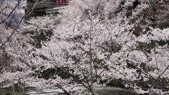 Flowers Japan spring sakura Castles cherry blossoms