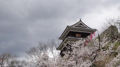 Flowers Japan spring sakura Castles cherry blossoms low-angle 