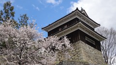 Flowers Japan spring sakura Castles cherry blossoms low-angle 