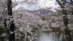 Flowers Japan spring sakura cherry blossoms