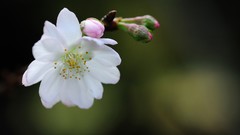 Flowers Japan spring sakura white flowers cherry blossoms