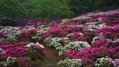 Flowers Japan spring stairways