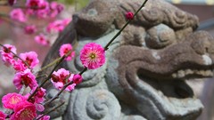 Flowers Japan spring statues pink flowers cherry blossoms