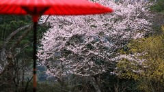 Flowers Japan spring Umbrellas cherry blossoms flowered trees