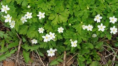 Flowers Japan spring white flowers