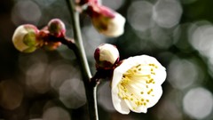 Flowers Japan spring white flowers bokeh cherry blossoms