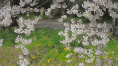 Flowers Japan spring white flowers cherry blossoms