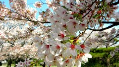 Flowers Japan spring white flowers cherry blossoms