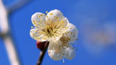 Flowers Japan spring white flowers cherry blossoms