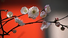 Flowers Japan spring white flowers cherry blossoms