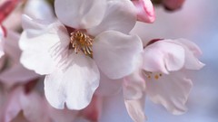 Flowers Japan spring white flowers cherry blossoms