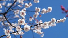 Flowers Japan spring white flowers cherry blossoms