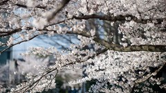 Flowers Japan spring white flowers cherry blossoms flowered 
