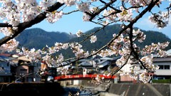 Flowers Japan spring white flowers houses cherry blossoms 