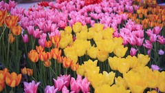 Flowers Japan tulips