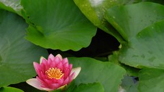 Flowers Japan Water Lilies pink flowers lily pads
