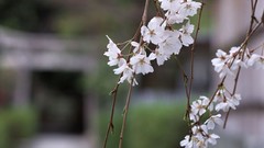 Flowers Japan white flowers