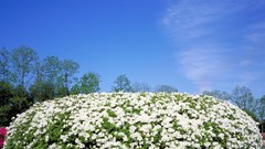 Flowers Japan white flowers bushes