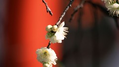 Flowers Japan white flowers cherry blossoms