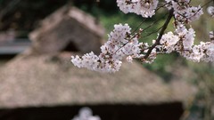 Flowers Japan white flowers cherry blossoms blurred background