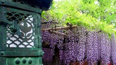 Flowers Japan wisteria