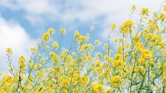 Flowers Japan yellow flowers