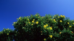 Flowers Japan yellow flowers blue skies