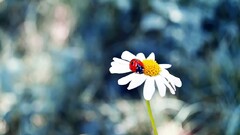 Flowers ladybugs nature