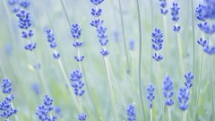Flowers lavender blue flowers