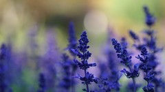 Flowers lavender blue flowers