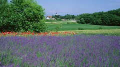 Flowers lavender Landscapes