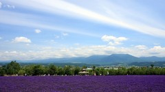 Flowers lavender plantation Landscapes
