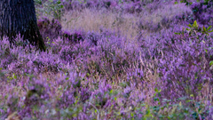 Flowers lavender purple flower