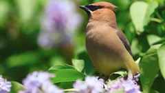 Flowers leaves Birds bokeh waxwing
