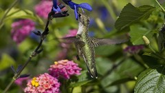 Flowers leaves Birds hummingbirds