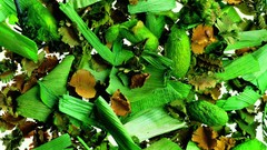 Flowers leaves close-up