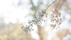 Flowers leaves dreams nature Trees sun summer light Paris 