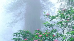 Flowers leaves fog nature Trees Plants mist