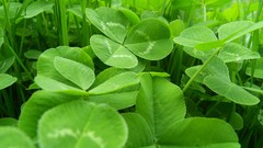 Flowers leaves Garden