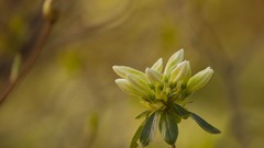 Flowers leaves grass