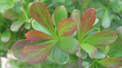 Flowers leaves Green England multicolor